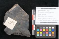 Foto (Objekt + Etikett) von Ceratopetalum vivulare Ettingshausen (NHMW-GEO-2024-0188-10246)